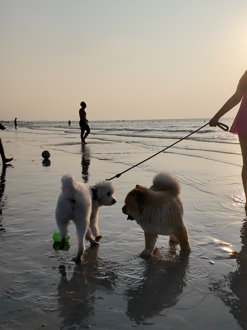 Two dogs on leads paddling in the shallow water at sunset